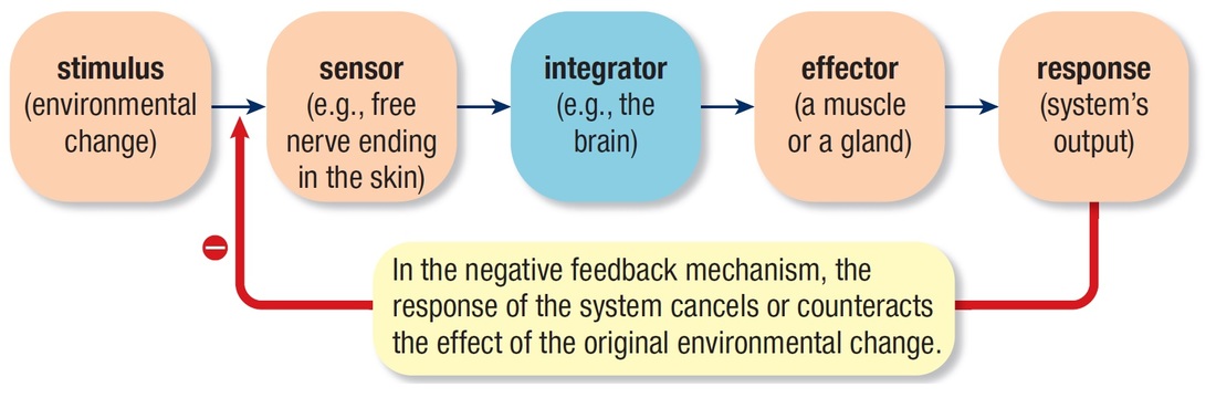 negative feedback examples systems theory